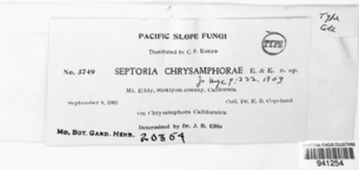 Septoria chrysamphorae image